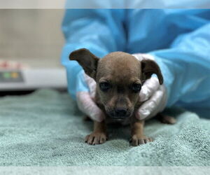 Chihuahua-Unknown Mix Dogs for adoption in Raleigh, NC, USA