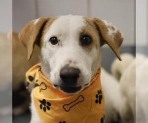 Labrador Retriever-Unknown Mix Dogs for adoption in San Antonio, TX, USA
