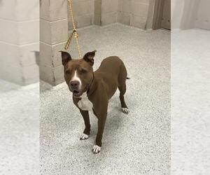 American Pit Bull Terrier-Unknown Mix Dogs for adoption in Conroe, TX, USA