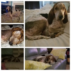Coonhound Dogs for adoption in Williamsville, IL, USA