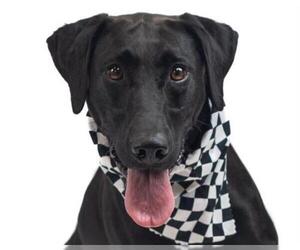 Labrador Retriever Dogs for adoption in Kennesaw, GA, USA