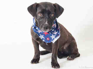 Mutt Dogs for adoption in South Lake Tahoe, CA, USA
