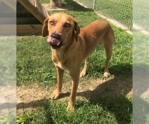 Labrador Retriever Dogs for adoption in Beaumont, TX, USA