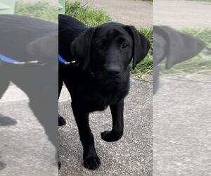 Labrador Retriever Dogs for adoption in Seattle, WA, USA
