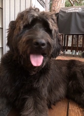 Labradoodle Dogs for adoption in Riverside, CA, USA
