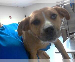 American Pit Bull Terrier-Unknown Mix Dogs for adoption in Fayetteville, NC, USA