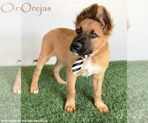 Mutt Dogs for adoption in San Diego, CA, USA