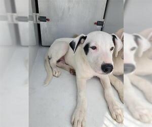 Labrador Retriever-Unknown Mix Dogs for adoption in Houston, TX, USA