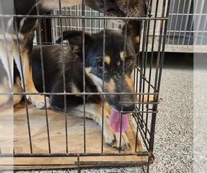 German Shepherd Dog-Unknown Mix Dogs for adoption in Houston, TX, USA