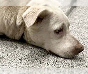 Staffordshire Bull Terrier-Unknown Mix Dogs for adoption in Houston, TX, USA