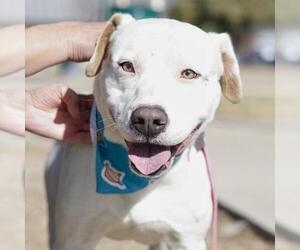 American Staffordshire Terrier-Unknown Mix Dogs for adoption in San Antonio, TX, USA