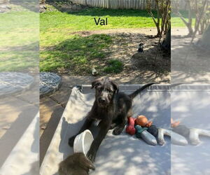 Labrador Retriever-Unknown Mix Dogs for adoption in Aurora, IN, USA