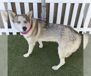 Siberian Husky-Unknown Mix Dogs for adoption in Modesto, CA, USA