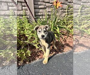 Mutt Dogs for adoption in Sterling, MA, USA