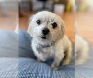 Maltese Dogs for adoption in Rustburg, VA, USA