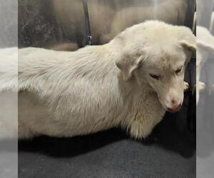 Great Pyrenees-Unknown Mix Dogs for adoption in San Antonio, TX, USA