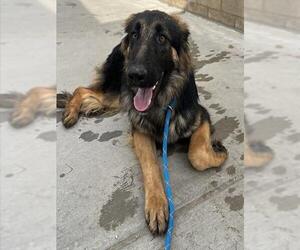 German Shepherd Dog Dogs for adoption in Riverside, CA, USA