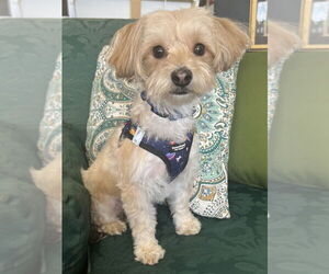 Maltese-Unknown Mix Dogs for adoption in Mundelein, IL, USA