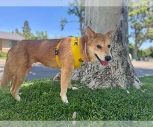 Shiba Inu Dogs for adoption in Pasadena, CA, USA