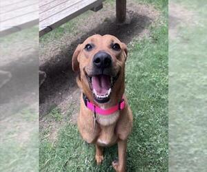 Rhodesian Ridgeback-Unknown Mix Dogs for adoption in Plano, TX, USA