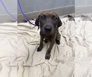 Doberman Pinscher-Unknown Mix Dogs for adoption in Las Vegas, NV, USA