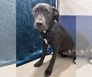 Labrador Retriever-Unknown Mix Dogs for adoption in Sterling, MA, USA