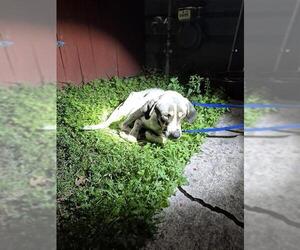 Catahoula Leopard Dog-Unknown Mix Dogs for adoption in San Antonio, TX, USA