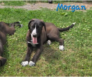 Labrador Retriever-Unknown Mix Dogs for adoption in Rutledge, TN, USA