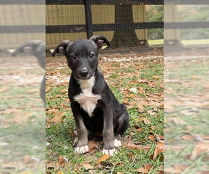 Medium Photo #3 Mutt Puppy For Sale in Oak Bluffs, MA, USA