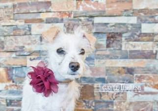 Maltese Dogs for adoption in Pearland, TX, USA