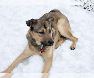 German Shepherd Dog-Unknown Mix Dogs for adoption in Grafton, WI, USA
