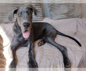 Medium Photo #2 Great Dane Puppy For Sale in Huntersville, NC, USA