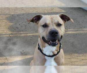 Staffordshire Bull Terrier Dogs for adoption in Center Township, PA, USA