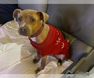 American Pit Bull Terrier-Unknown Mix Dogs for adoption in Las Vegas, NV, USA