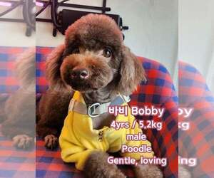 Poodle (Miniature) Dogs for adoption in Agoura Hills, CA, USA
