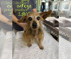 Chiweenie Dogs for adoption in Benton, LA, USA