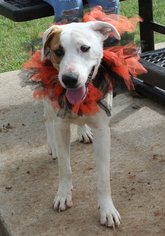 Lab-Pointer Dogs for adoption in Euless, TX, USA