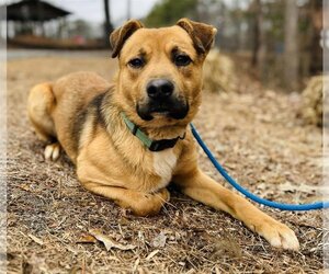 Mutt Dogs for adoption in Clarkesville, GA, USA