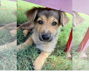 Pomeranian-Unknown Mix Dogs for adoption in Denton, TX, USA