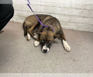 Boxer-Siberian Husky Mix Dogs for adoption in San Bernardino, CA, USA