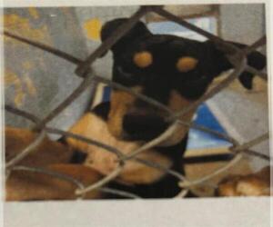 Treeing Walker Coonhound Dogs for adoption in Lodi, CA, USA