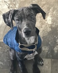 Catahoula Leopard Dog Dogs for adoption in Fargo, ND, USA