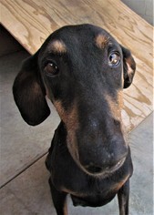Doberman Pinscher Dogs for adoption in San Tan Valley, AZ, USA