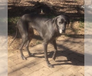 Great Dane Dogs for adoption in Huntersville, NC, USA