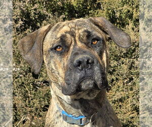 Mastiff-Unknown Mix Dogs for adoption in Albuquerque, NM, USA