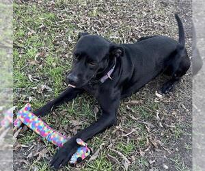 Labrador Retriever-Unknown Mix Dogs for adoption in San Antonio, TX, USA