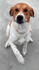 Small Coonhound-Great Pyrenees Mix