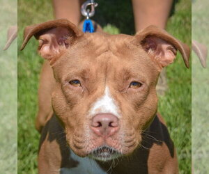 American Staffordshire Terrier-Boxer Mix Dogs for adoption in Huntley, IL, USA