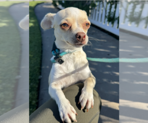 Chihuahua Dogs for adoption in Newport Beach, CA, USA