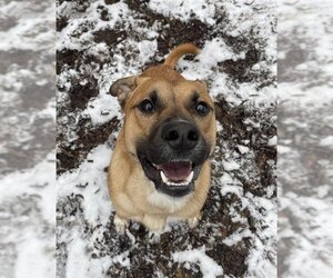 Boxer-German Shepherd Dog Mix Dogs for adoption in London, Ontario, Canada